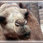 "Majorero"- Kamel im Lajita Oasis Park auf der Insel Fuerteventura