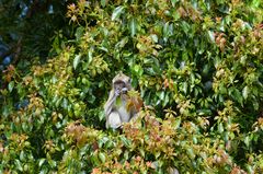 Makak im Baum