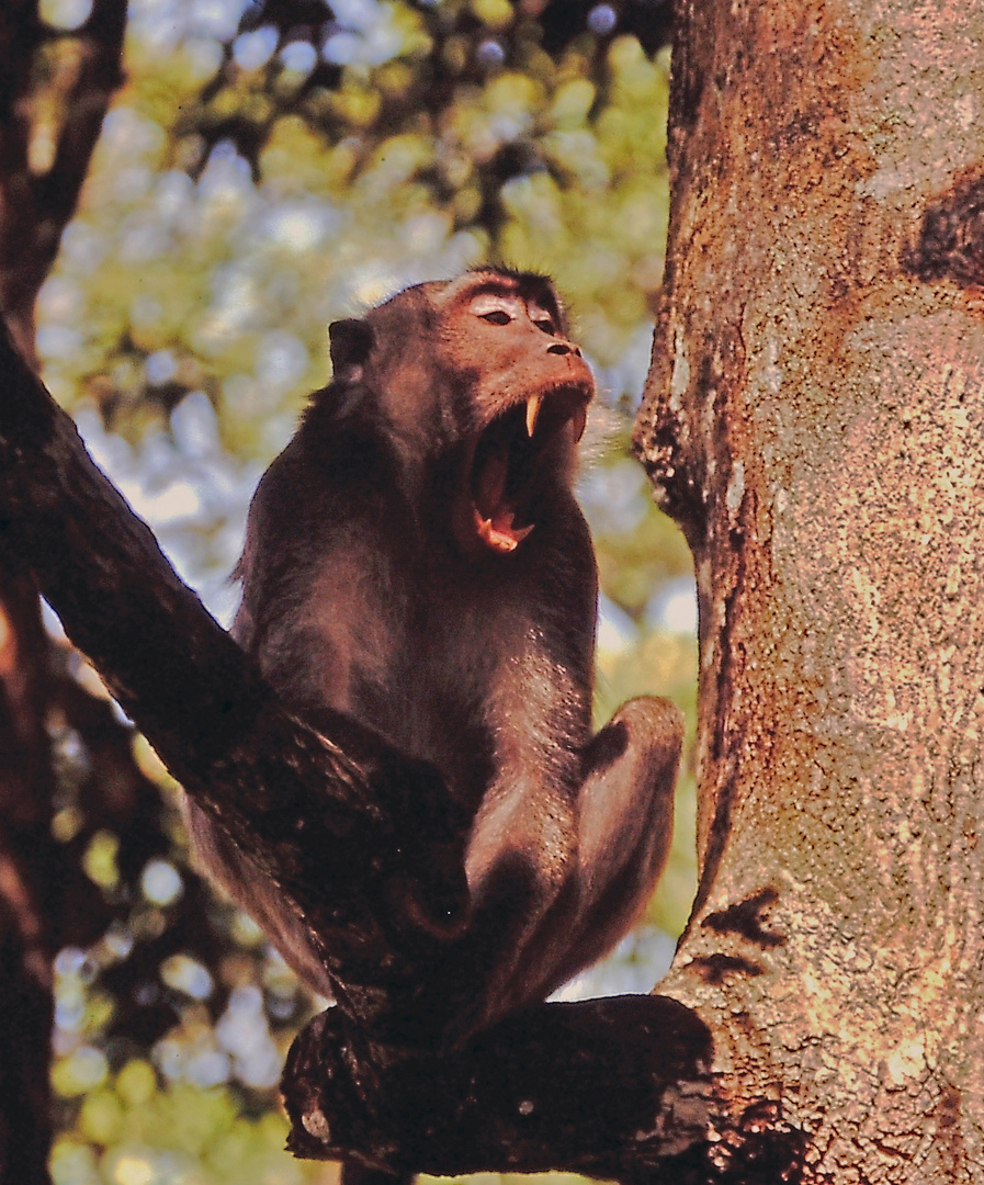 Makake auf Borneo