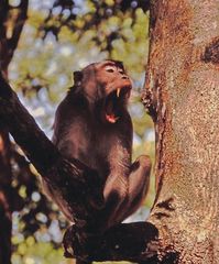 Makake auf Borneo