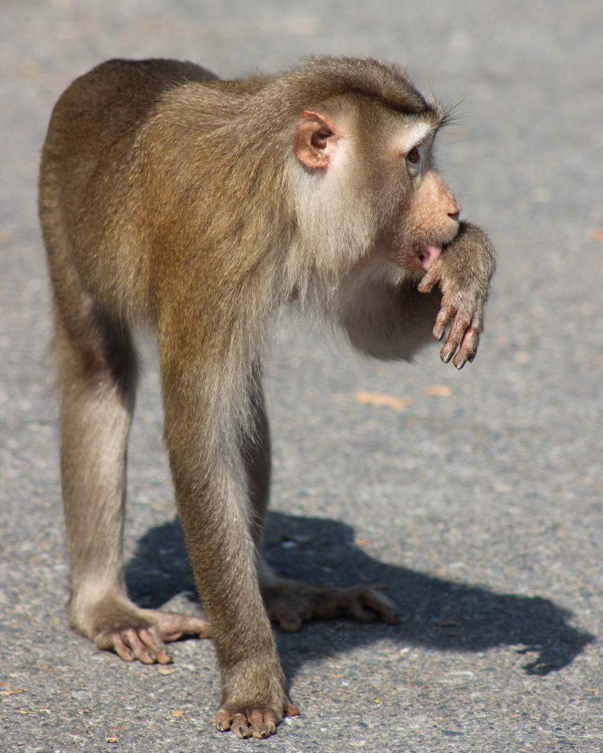 Makake im Kao Yai Nationalpark Thailand