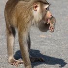 Makake im Kao Yai Nationalpark Thailand