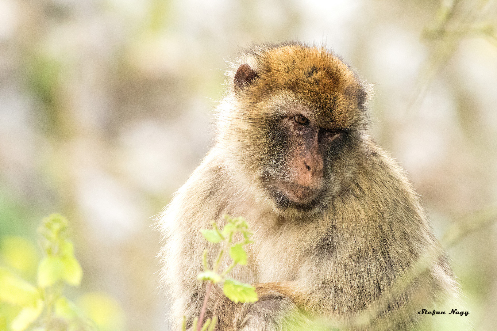 Makake in Gibraltar