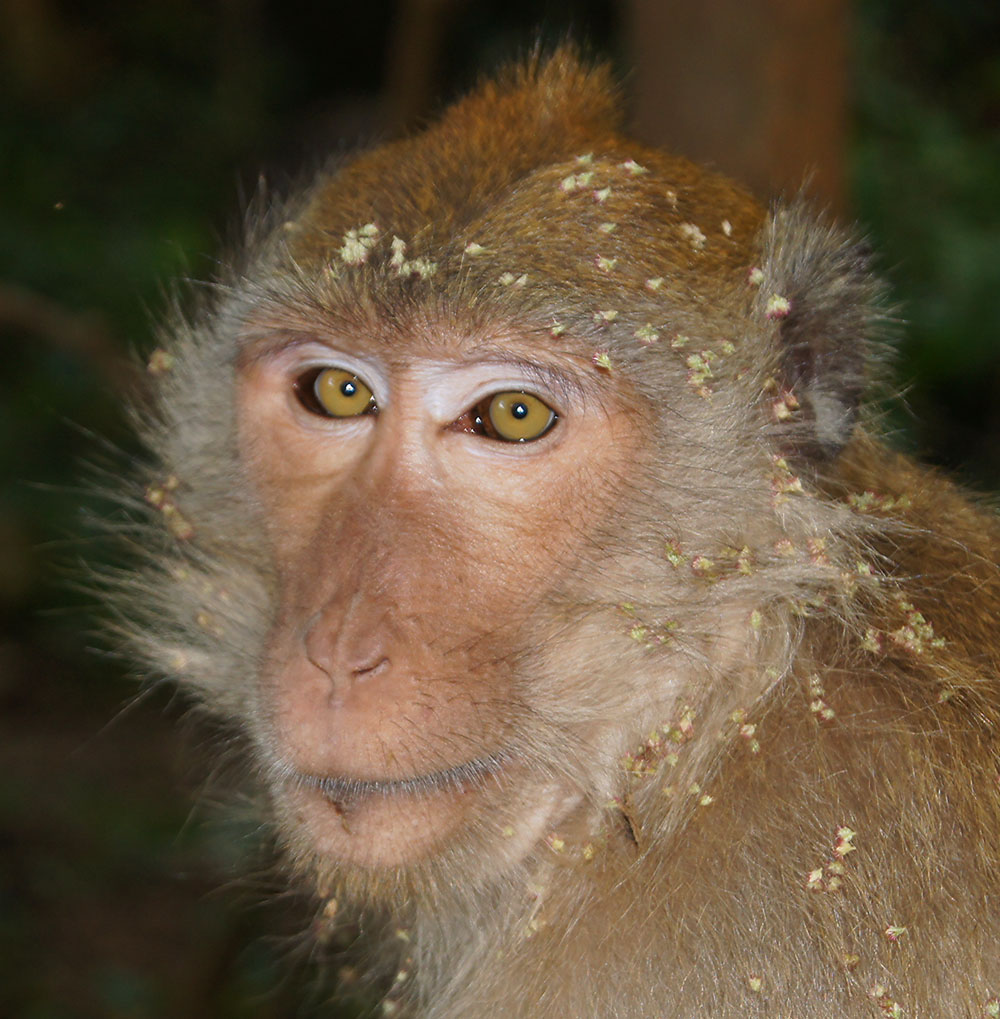 Makake in Khao Sok Nationalpark