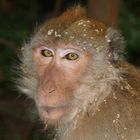 Makake in Khao Sok Nationalpark