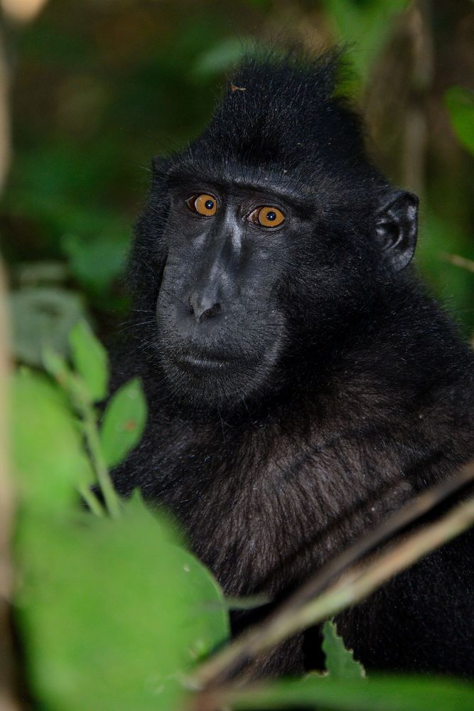 Makake (Macaca nigra)