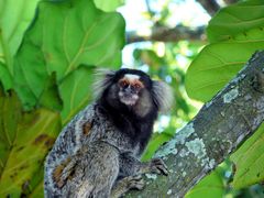 Makaken Affee Regenwald