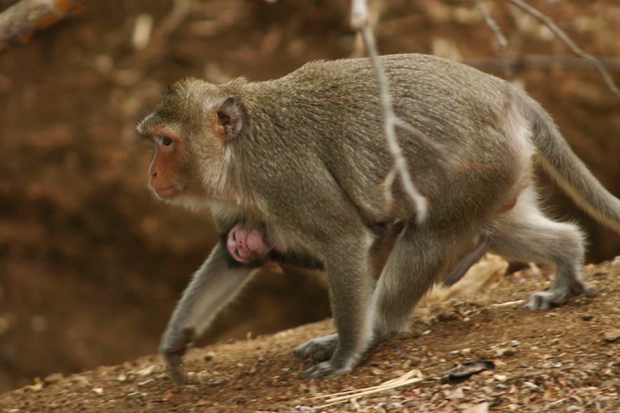 Makaken Mutter mit Baby 2