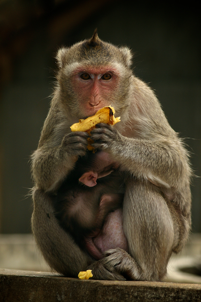Makaken Mutter mit Baby