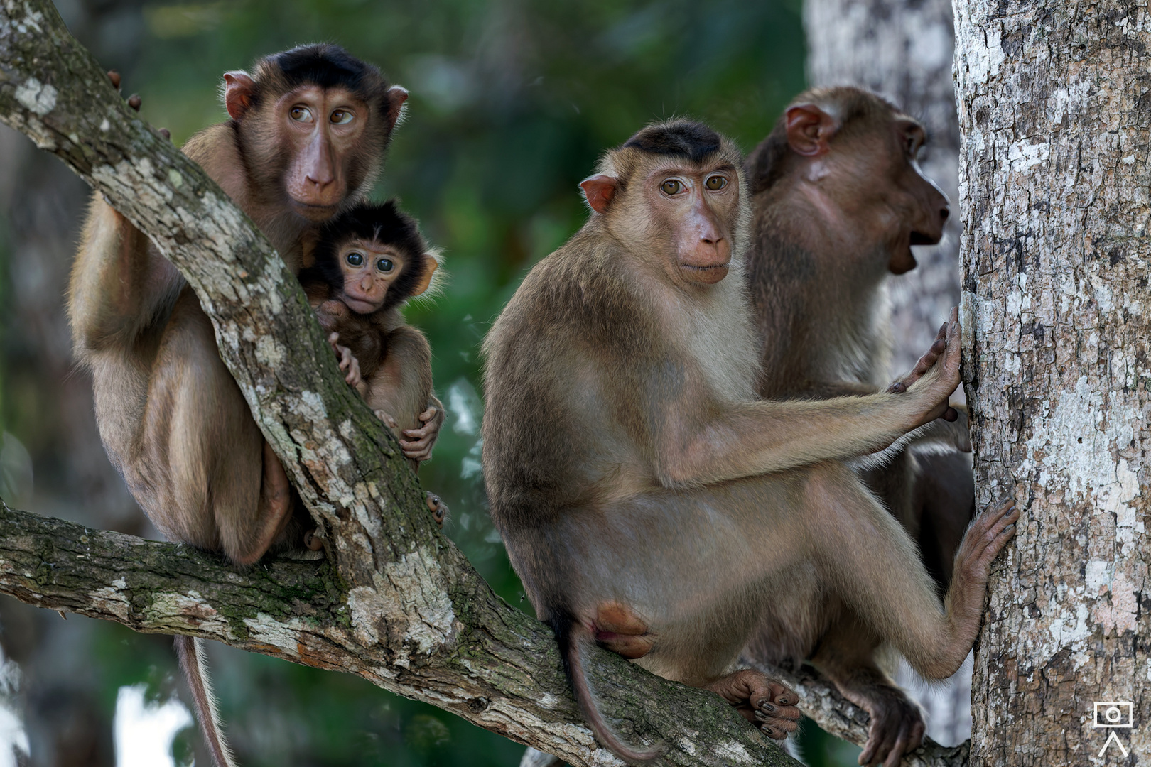 Makakenfamilie, Borneo (Malysia)