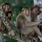 Makakenfamilie, Borneo (Malysia)