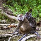 Makakenpaar im Regenwald