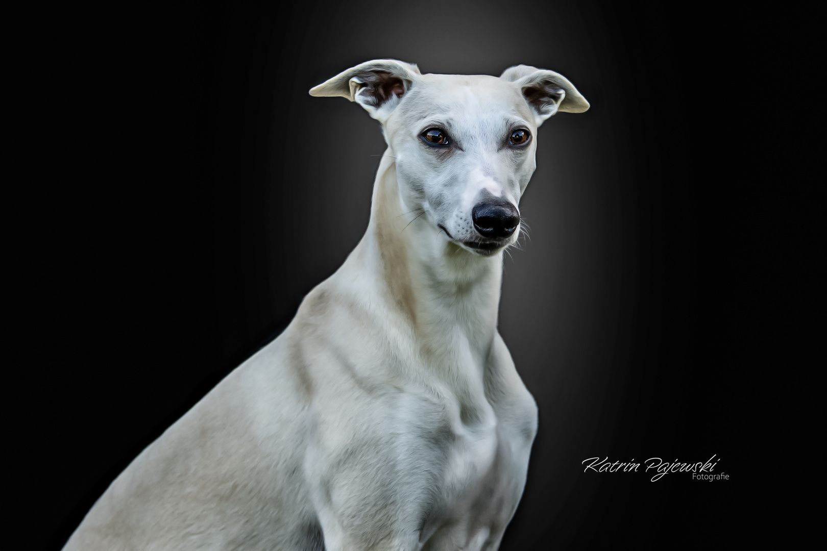 Makani Wili Whippet Hund vor schwarzem Hintergrund