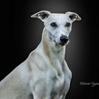 Makani Wili Whippet Hund vor schwarzem Hintergrund