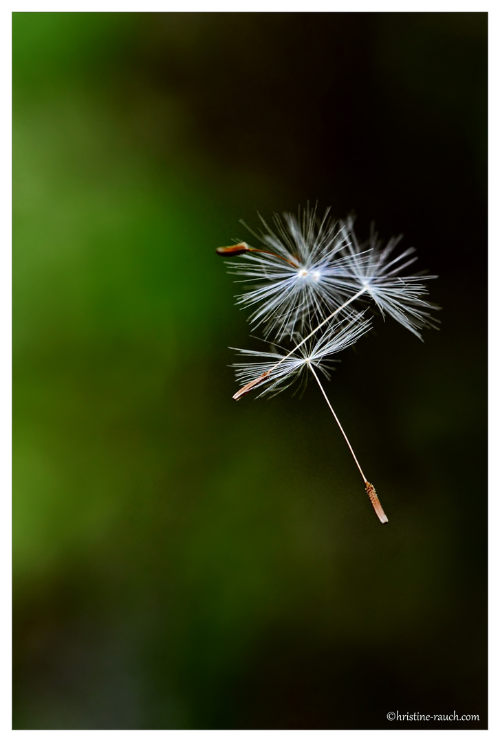 make a wish...