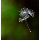 make a wish...