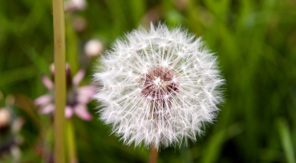 ~Make a Wish !~