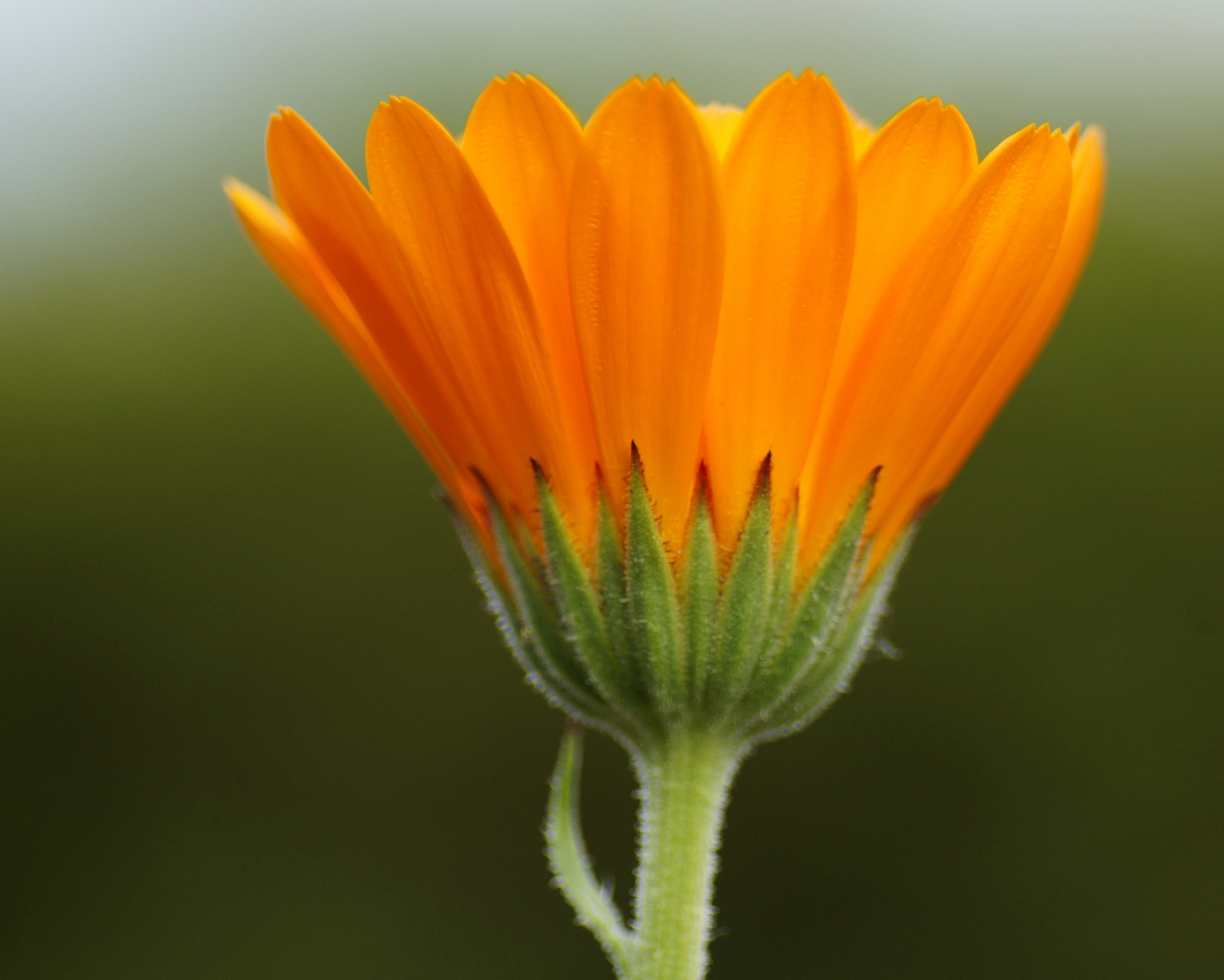 Makellose Blüte