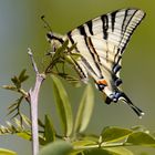 Makellose Schönheit - Segelfalter - (Iphiclides podalirius) 