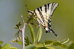 Makellose Schönheit - Segelfalter - (Iphiclides podalirius) 