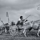 Makepung ~ Bullrace @ Negara, Indonesia