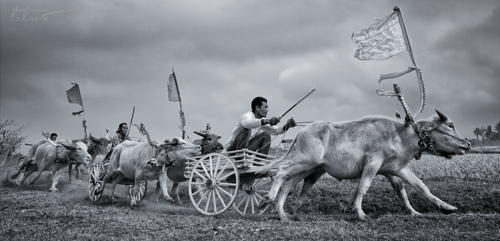 Makepung ~ Bullrace @ Negara, Indonesia