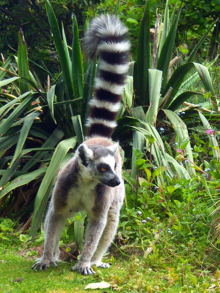 MAKI CATTA (lémurien)