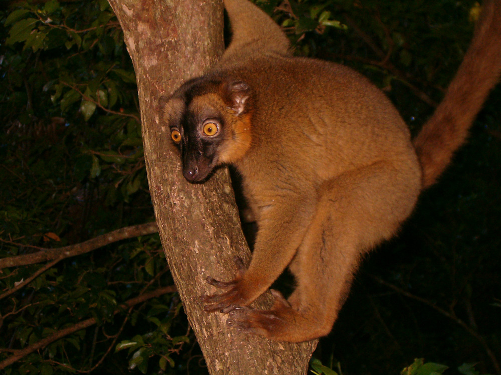 Maki de Mayotte