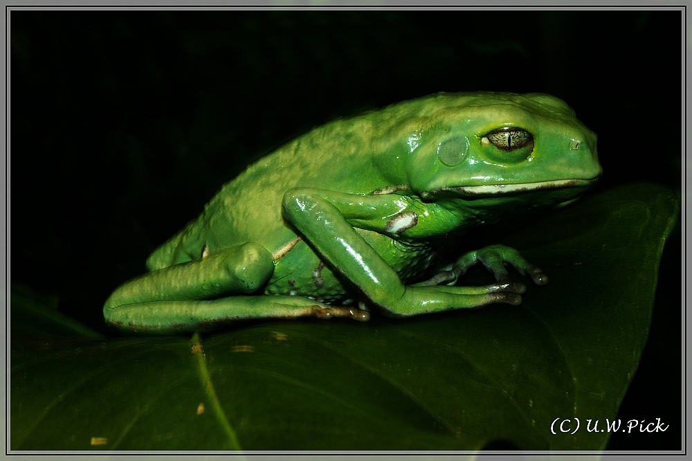 Maki Frosch Augsburger Zoo