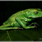 Maki Frosch Augsburger Zoo