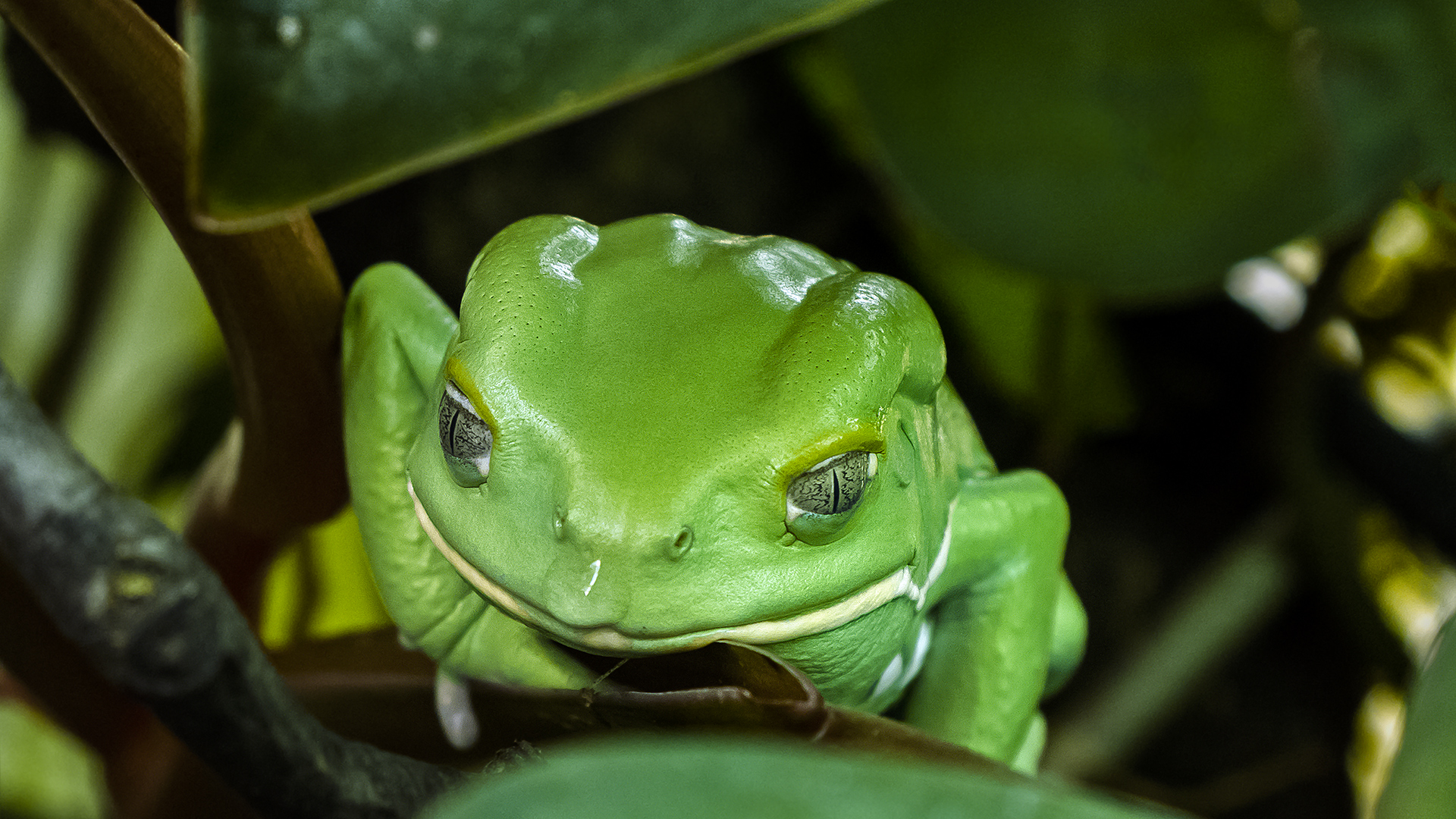 MAKI-FROSCH