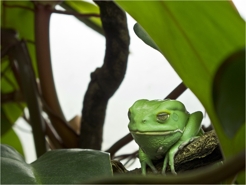 MAKI-FROSCH