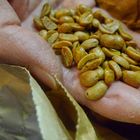 Maki Uchida, holding seeds from a 1974 coffee harvest from Cuba