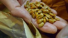 Maki Uchida, holding seeds from a 1974 coffee harvest from Cuba