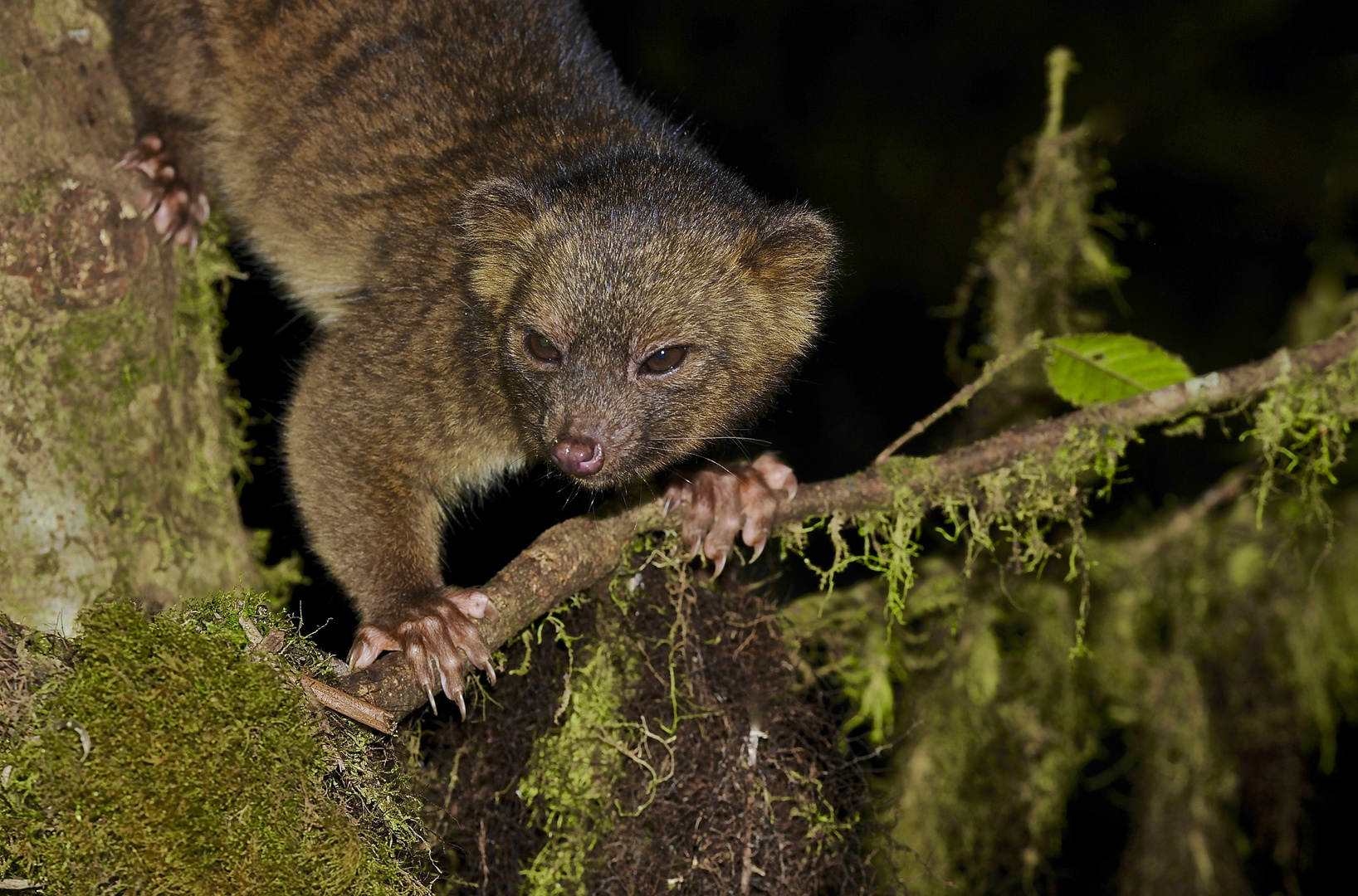 Makibär aus dem Nebelwald von Ecuador