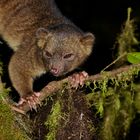 Makibär aus dem Nebelwald von Ecuador