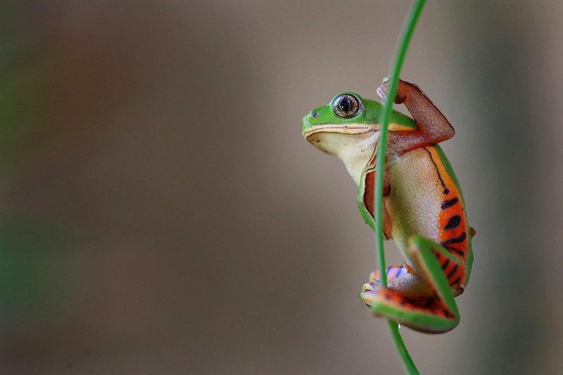 Makifrosch