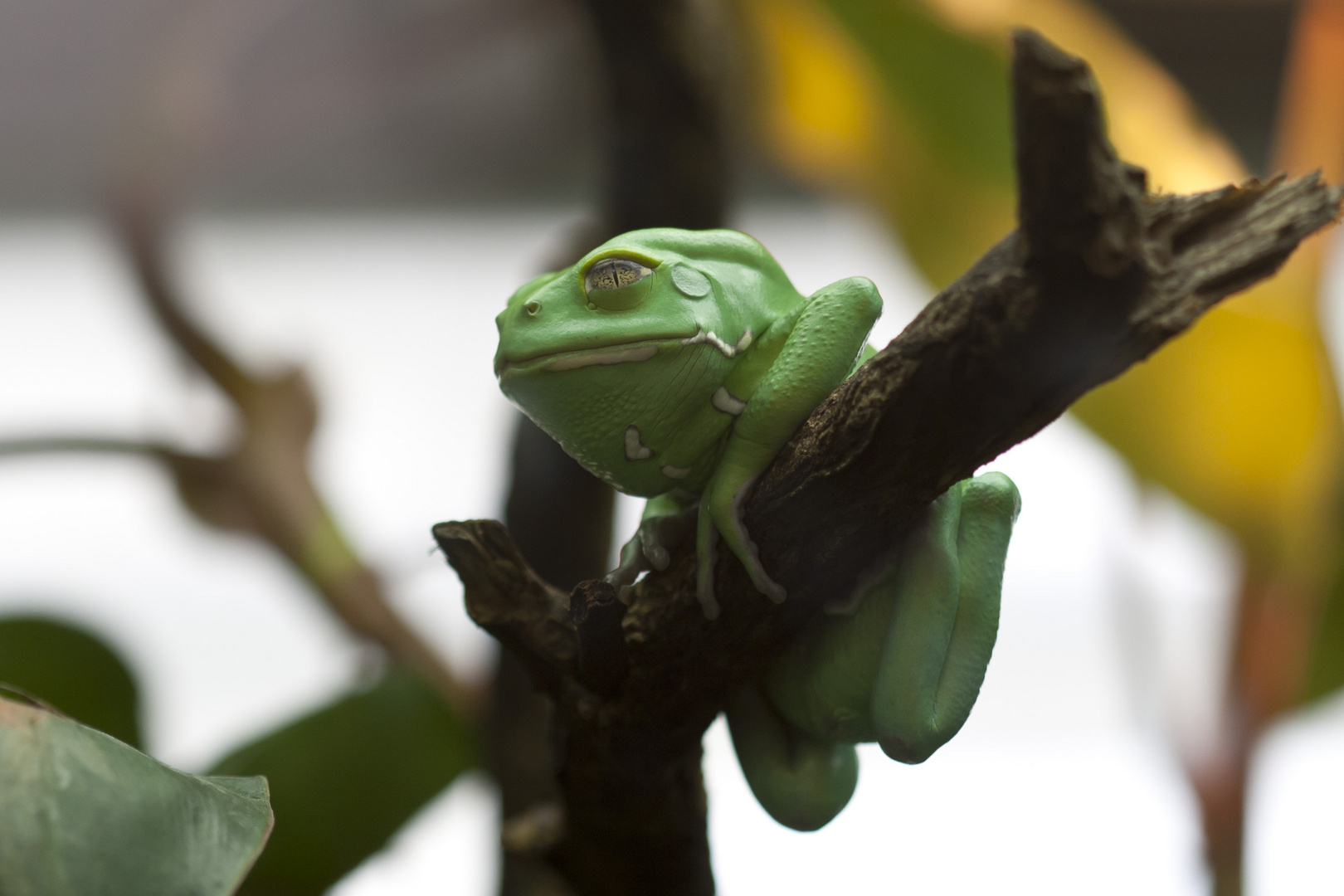 Makifrosch auf dem Ast