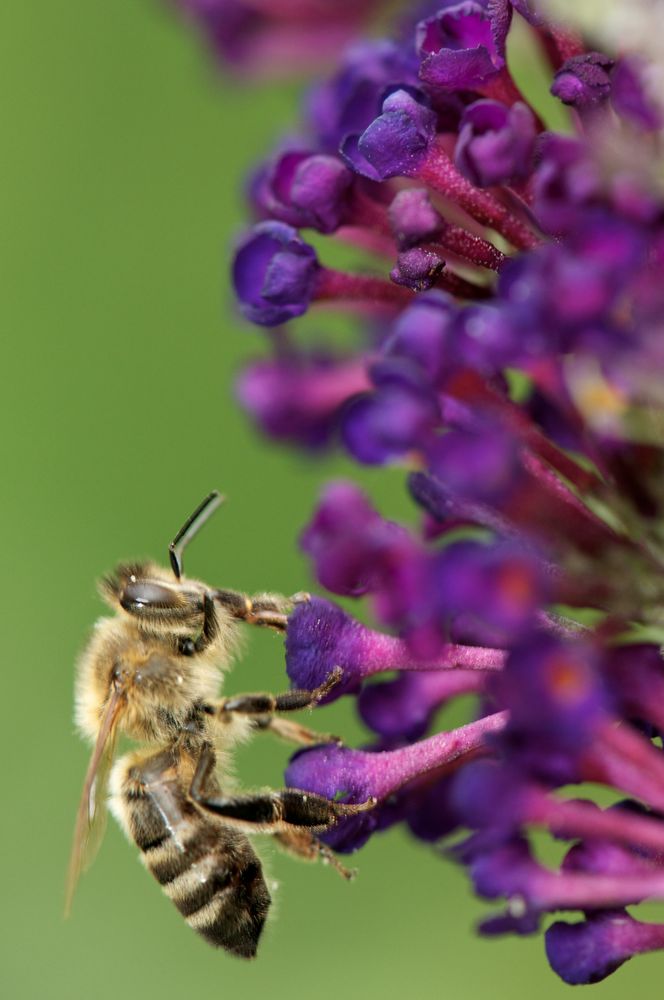 makin' honey...