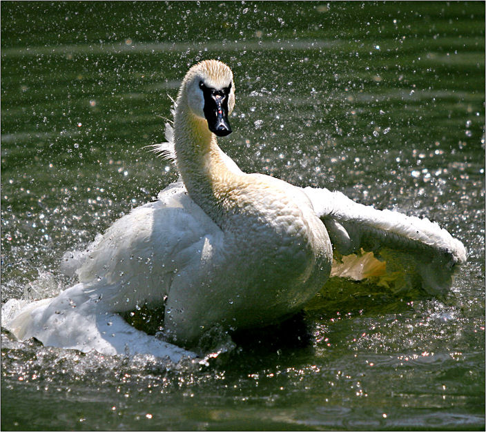 Making a splash