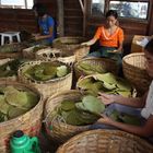 making cigars