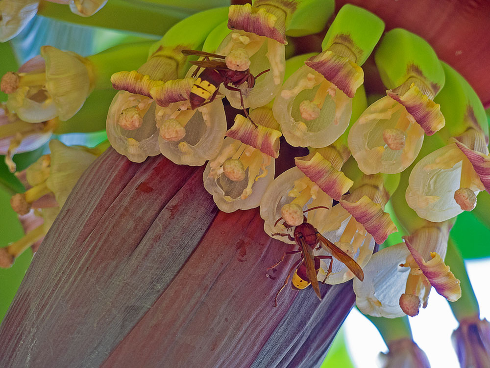 Making of bananas :-)