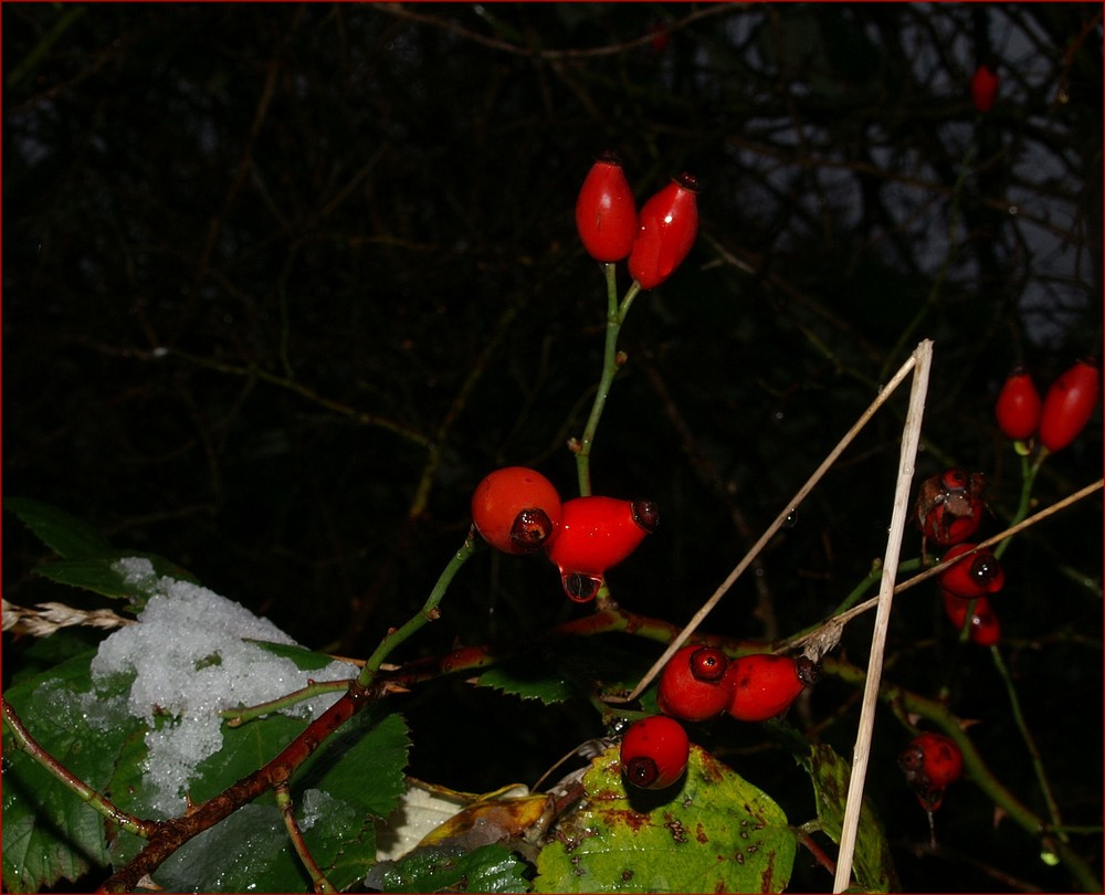 making-of "Novemberkirschen"