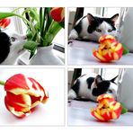 Making of "Tulpensonntag"