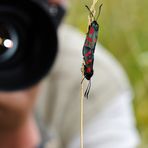 Making Of - Verliebte Widderchen