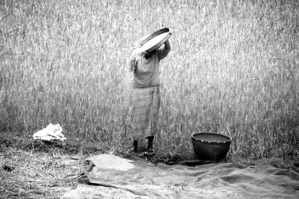 making rice