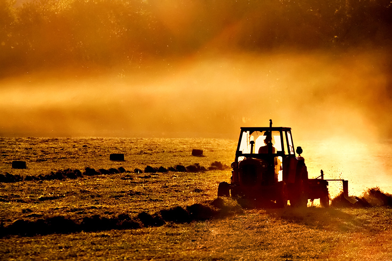 Making the Golden Dust