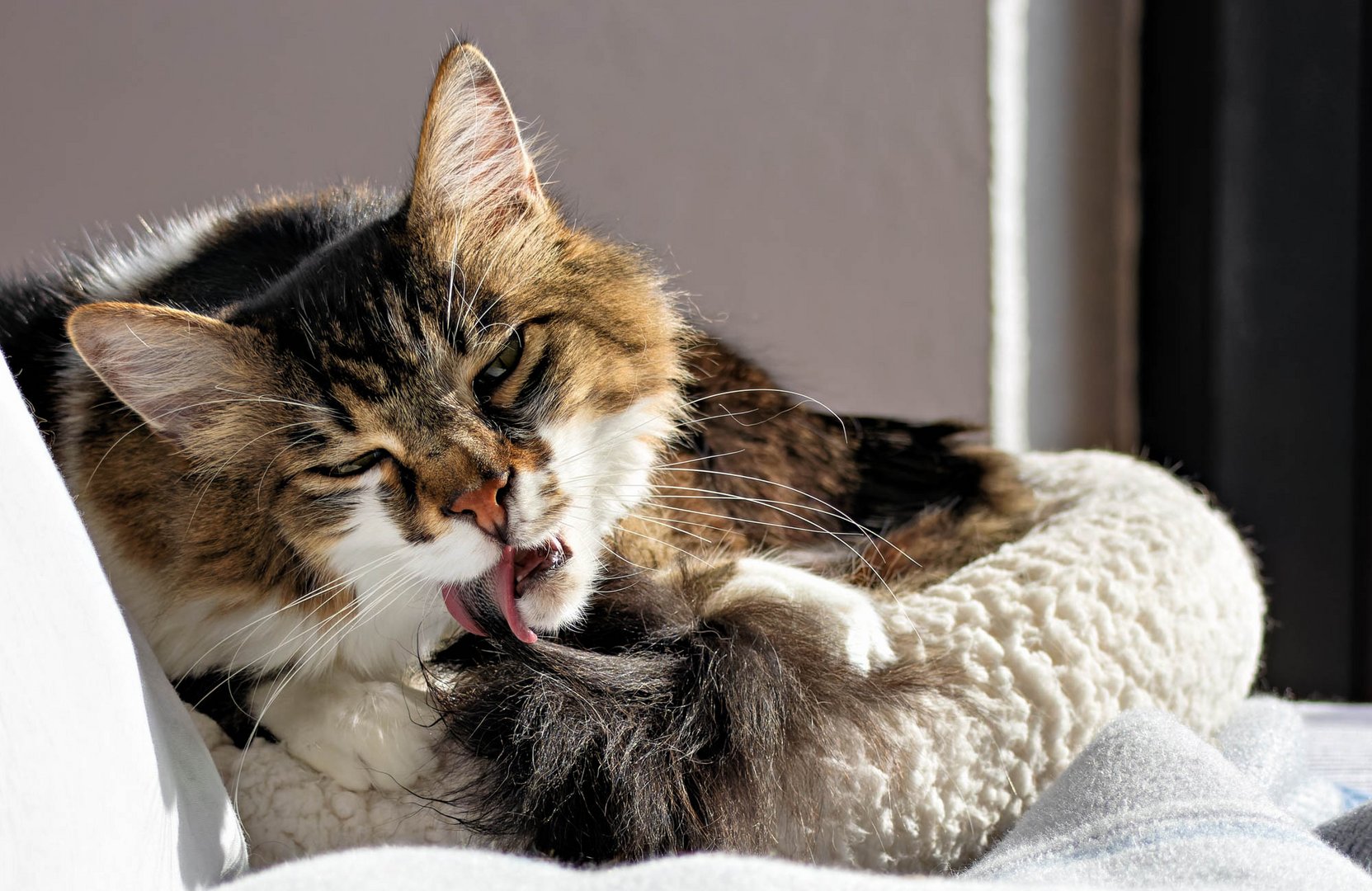 Makis.... Foto & Bild natur, katzen, tiere Bilder auf