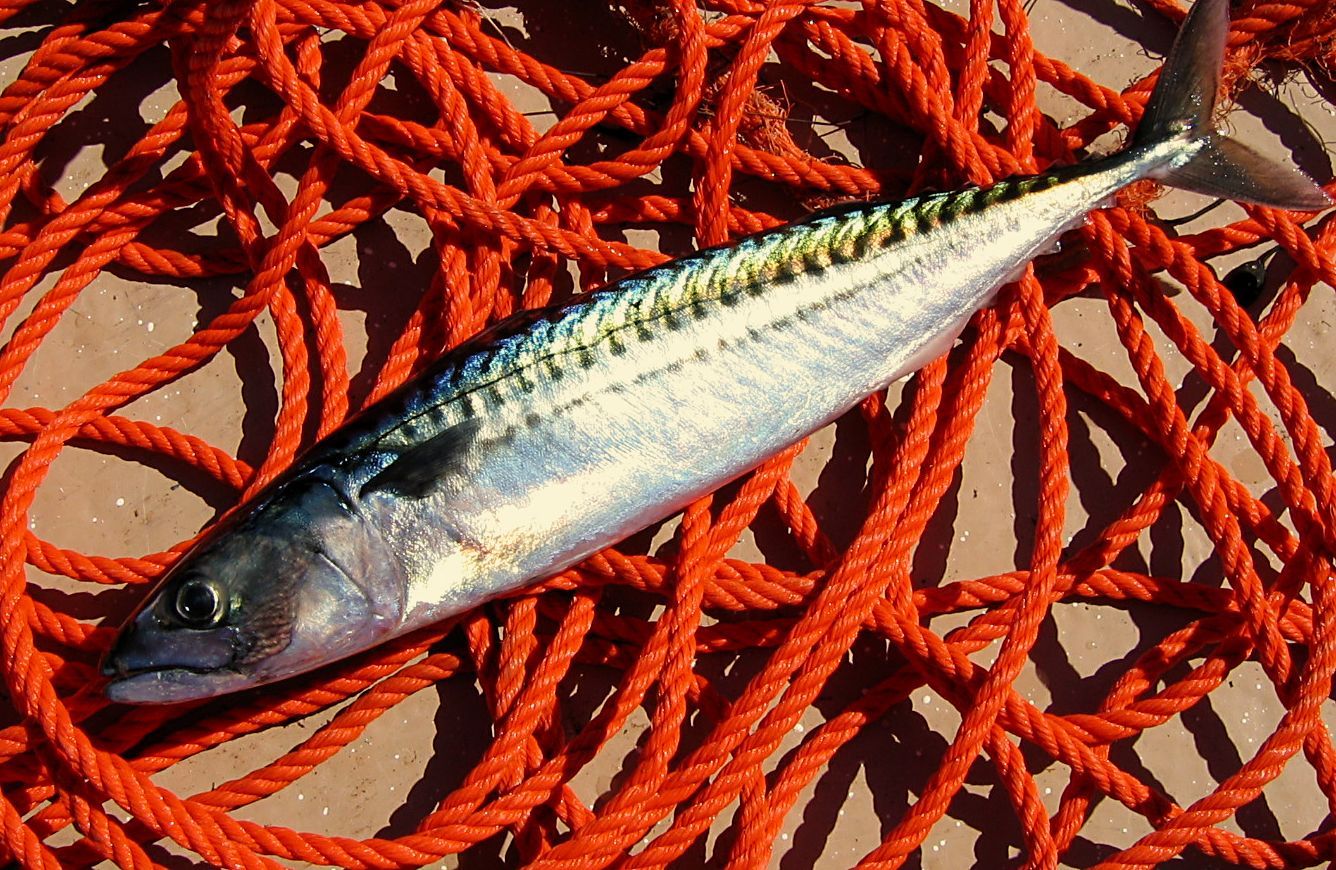Makrele ( Klein ) IMG_0932 Foto & Bild tiere, wildlife, fische Bilder