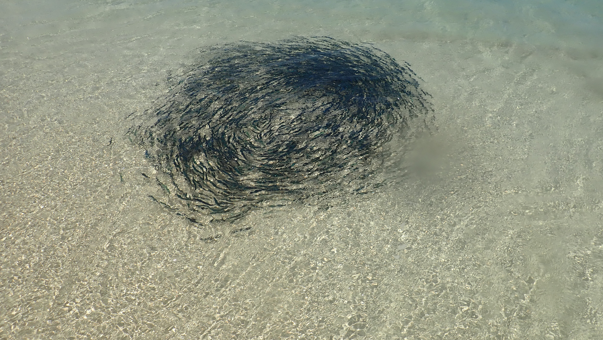 Makrelen in einer Kreisbewegung